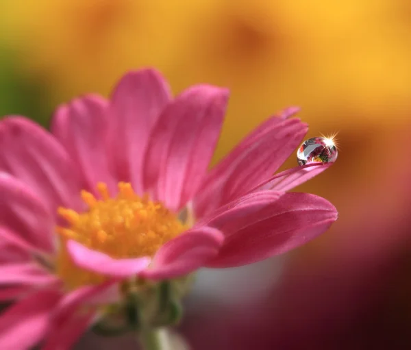 Vattendroppe på rosa blomma — Stockfoto