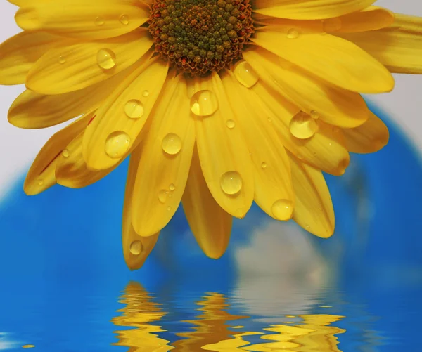 Vattendroppar på en gul tusensköna — Stockfoto