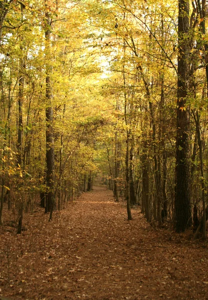 Jesień szlak w lesie — Zdjęcie stockowe