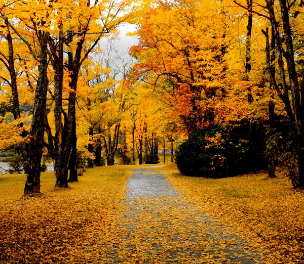 Autumn pathway covered in leaves — Stockfoto