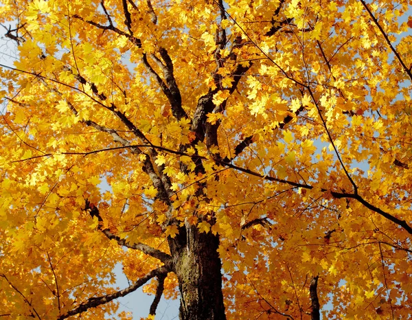 明るい葉の黄色のカエデ木 — ストック写真