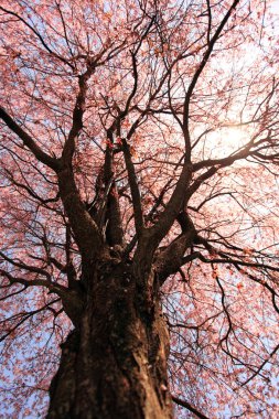 Large Plum Tree