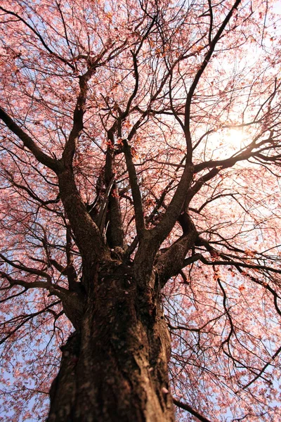 Large Plum Tree — Stockfoto