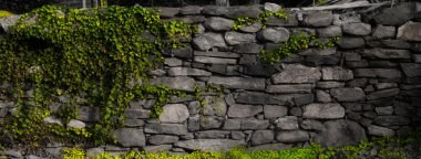 Stone wall with Ivy clipart