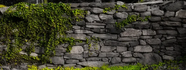 Steinmauer mit Efeu — Stockfoto