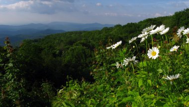 Blue ridge mountains Panorama clipart