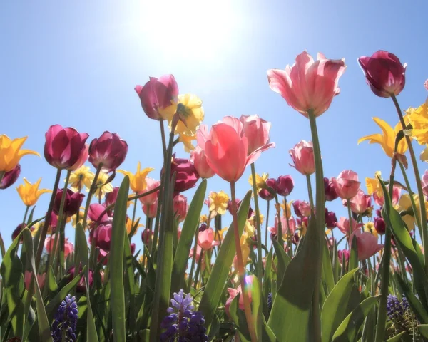 Pink and Yellow tulips — Stock Photo, Image