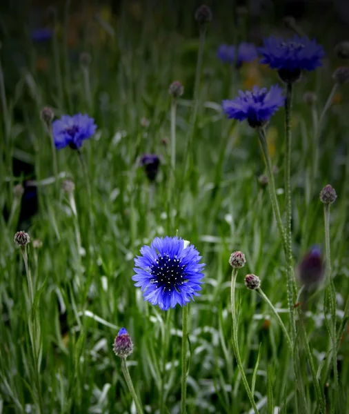 Blue Flowers — Stock Photo, Image
