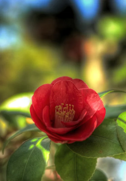 Röd pion blomma — Stockfoto