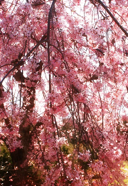 stock image Japanese cherry blossoms