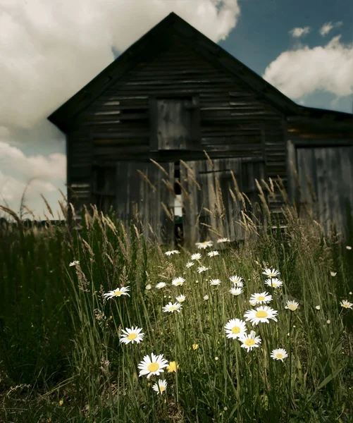Старый амбар с полевыми цветами — стоковое фото