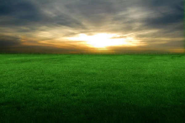 Травянистое поле на закате — стоковое фото