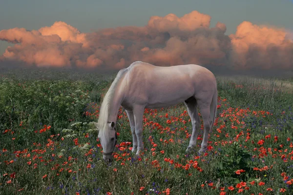 Лошадь на закате — стоковое фото