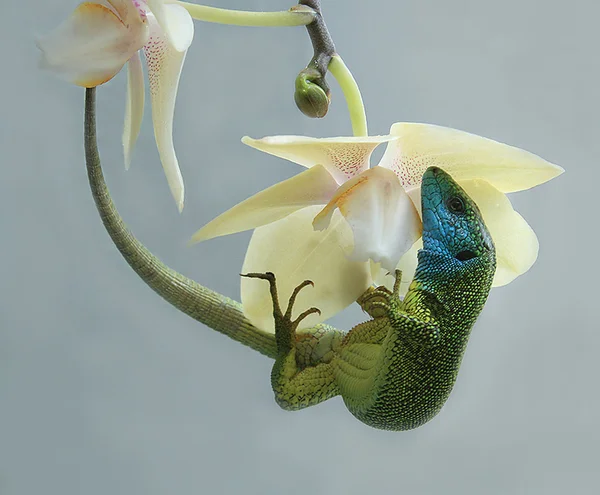 Lizard on orchid flower