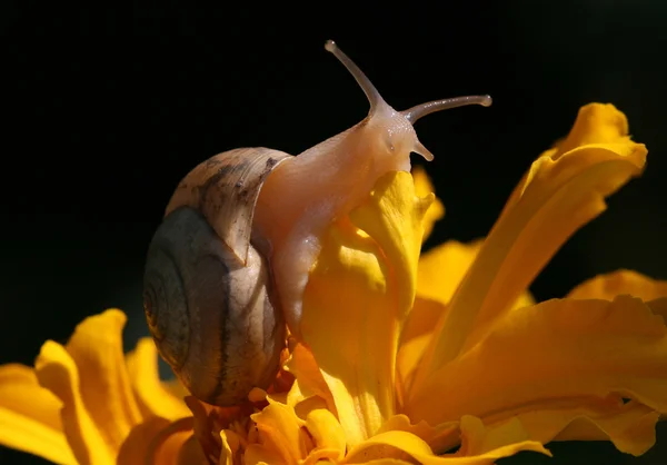 꽃잎에 달팽이 — 스톡 사진