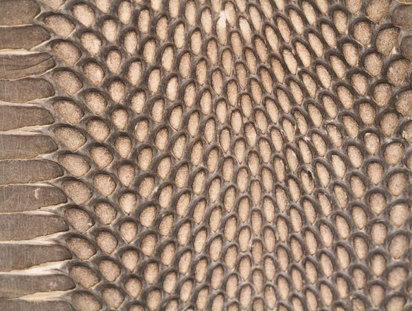 A textura da pele a cobra — Fotografia de Stock