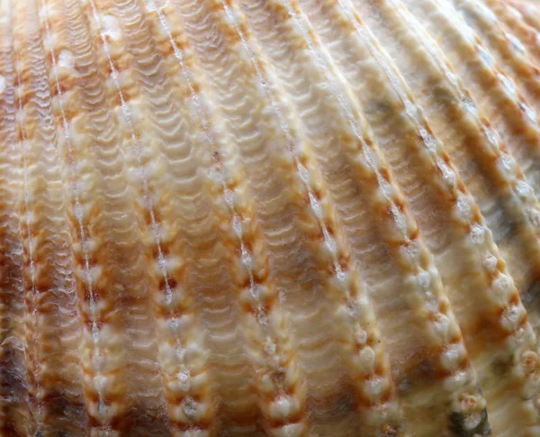 A textura das conchas — Fotografia de Stock