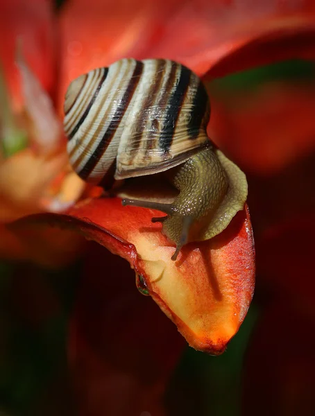 花弁上のカタツムリ — ストック写真