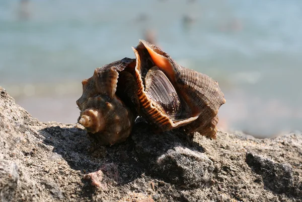 Shellfish Rapana on the coast — Stock Photo, Image
