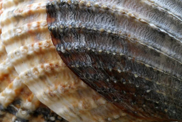 The texture of shell — Stock Photo, Image