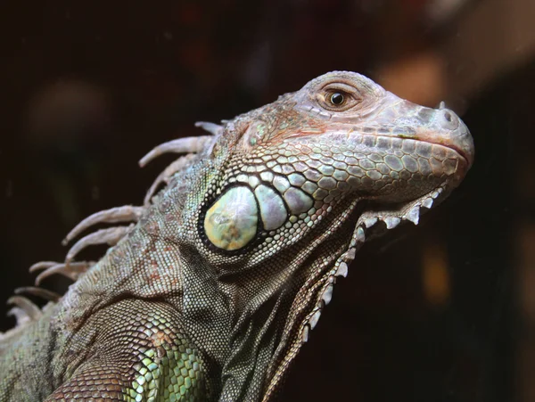 Ящерица-дракон — стоковое фото