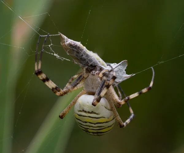 Slachtoffer van een spin — Stockfoto