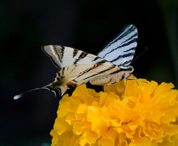 Vlinder aan de Afrikaantje — Stockfoto