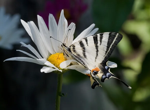 Vlinder aan de daisy — Stockfoto
