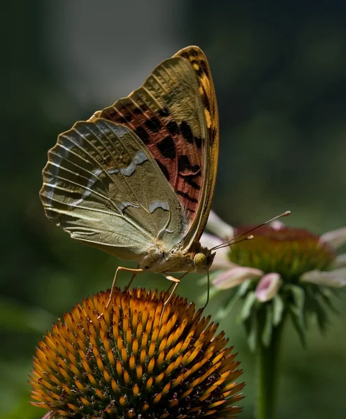 Motyl picia nektaru — Zdjęcie stockowe