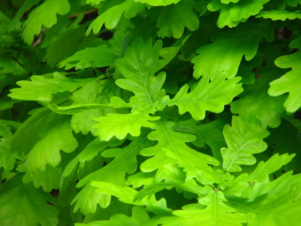 stock image Oak green leaves