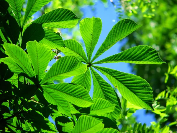 stock image Chestnut leaves