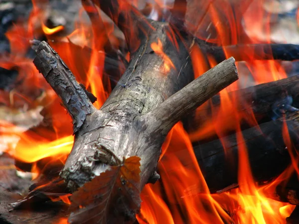 Дерево в огне — стоковое фото