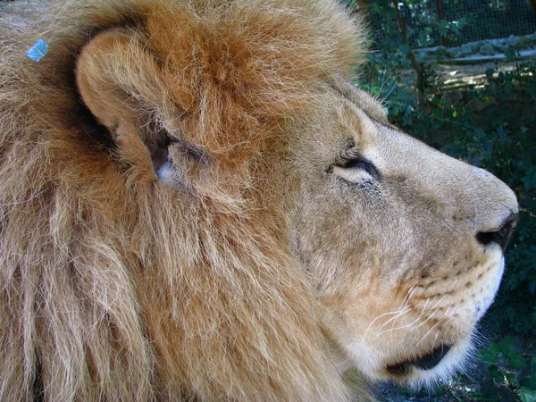 Το λιοντάρι — Φωτογραφία Αρχείου