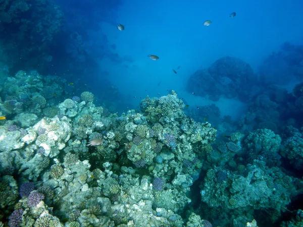 Arrecife de coral bajo el agua —  Fotos de Stock