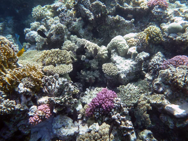 stock image Coral reef underwater