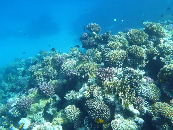 Tropical Coral Reef. Red sea — Stock Photo © cookelma #3570000