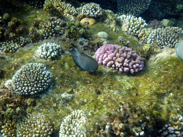 Korálový útes pod vodou — Stock fotografie