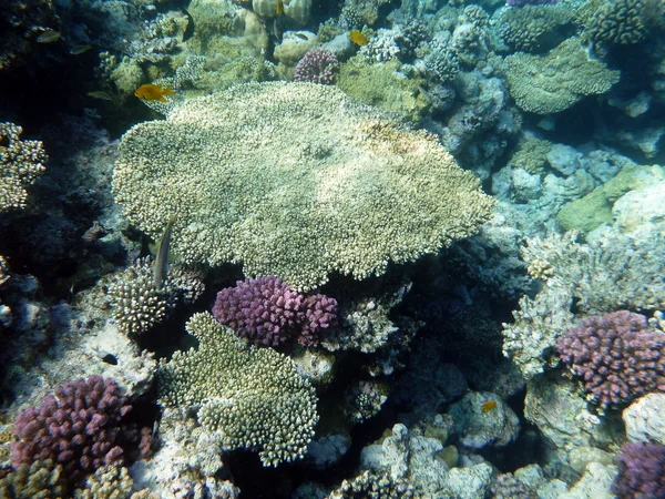 stock image Coral reef underwater