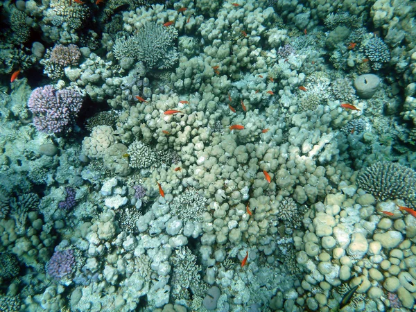 Coral reef onderwater — Stockfoto