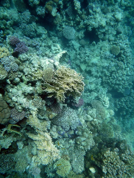 Arrecife de coral bajo el agua —  Fotos de Stock