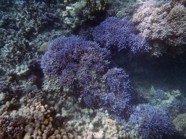 Barriera corallina sottomarina — Foto Stock