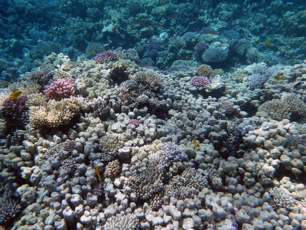 mercan resif sualtı