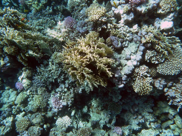 stock image Coral reef underwater