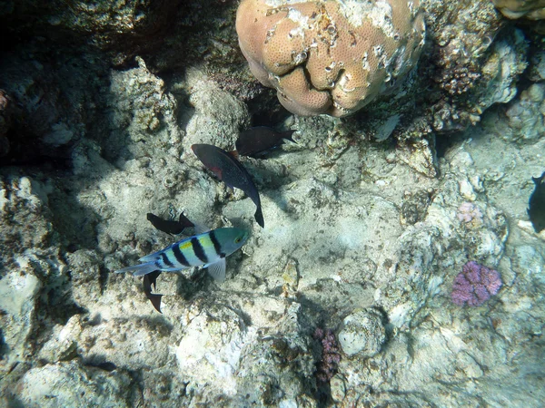 stock image Coral reef underwater