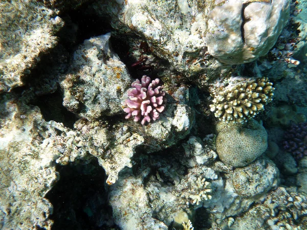 stock image Coral reef underwater