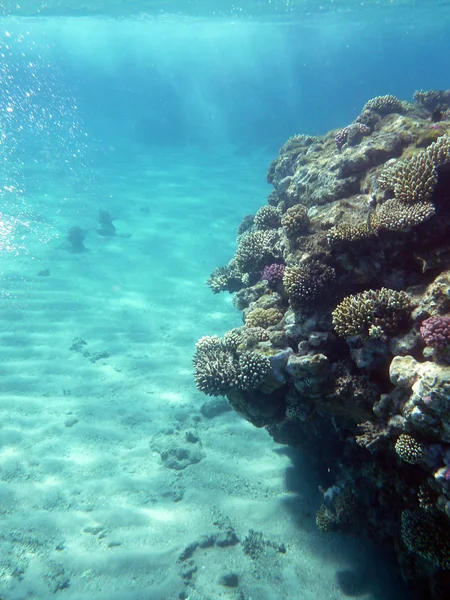 Коралловый риф под водой — стоковое фото