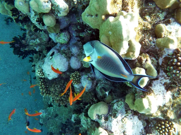 stock image Coral reef underwater