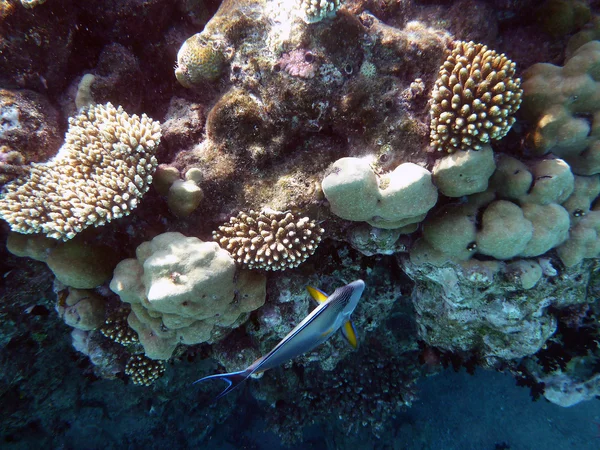 stock image Coral reef underwater