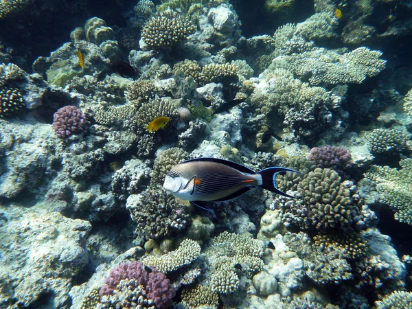 stock image Coral reef underwater