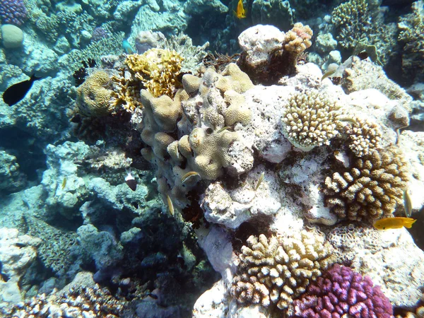 stock image Coral reef underwater